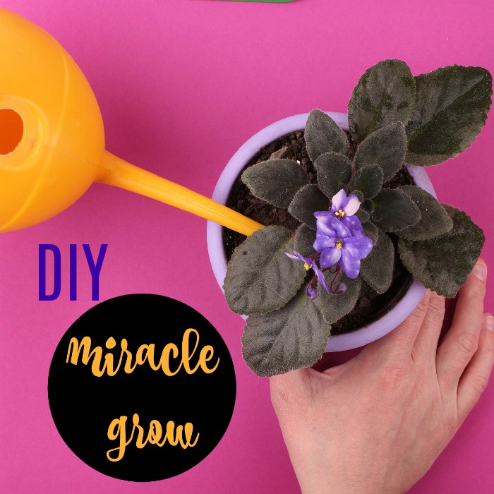 Home Made Miracle Grow – Make your Own Homemade Plant Fertilizer