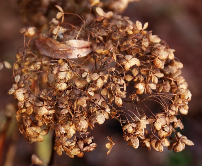 Propagating hydrangeas with seeds from a dried hydrangea flower 