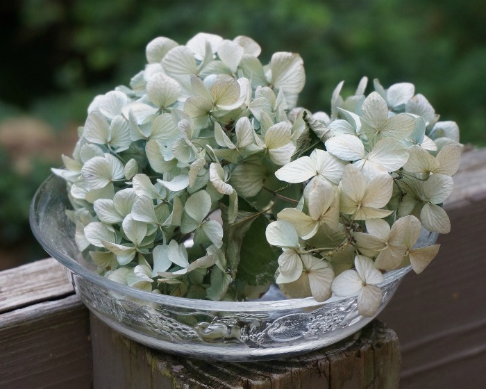 Dried hydrangeas in a bowl