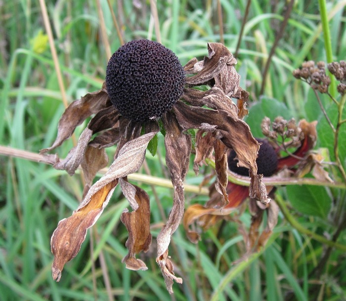 dried coneflowers