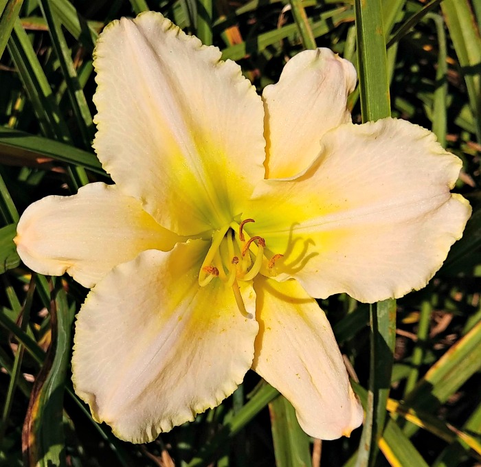 Egyptian pearl daylily