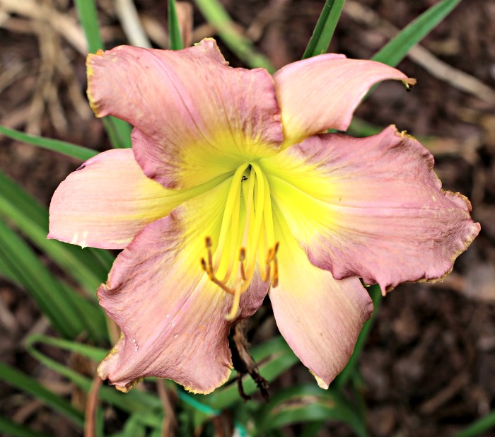 Evening Solitute daylily