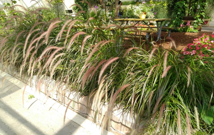ornamental grasses ornamental garden