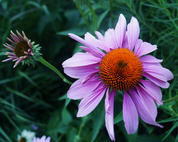 echinacea flowers