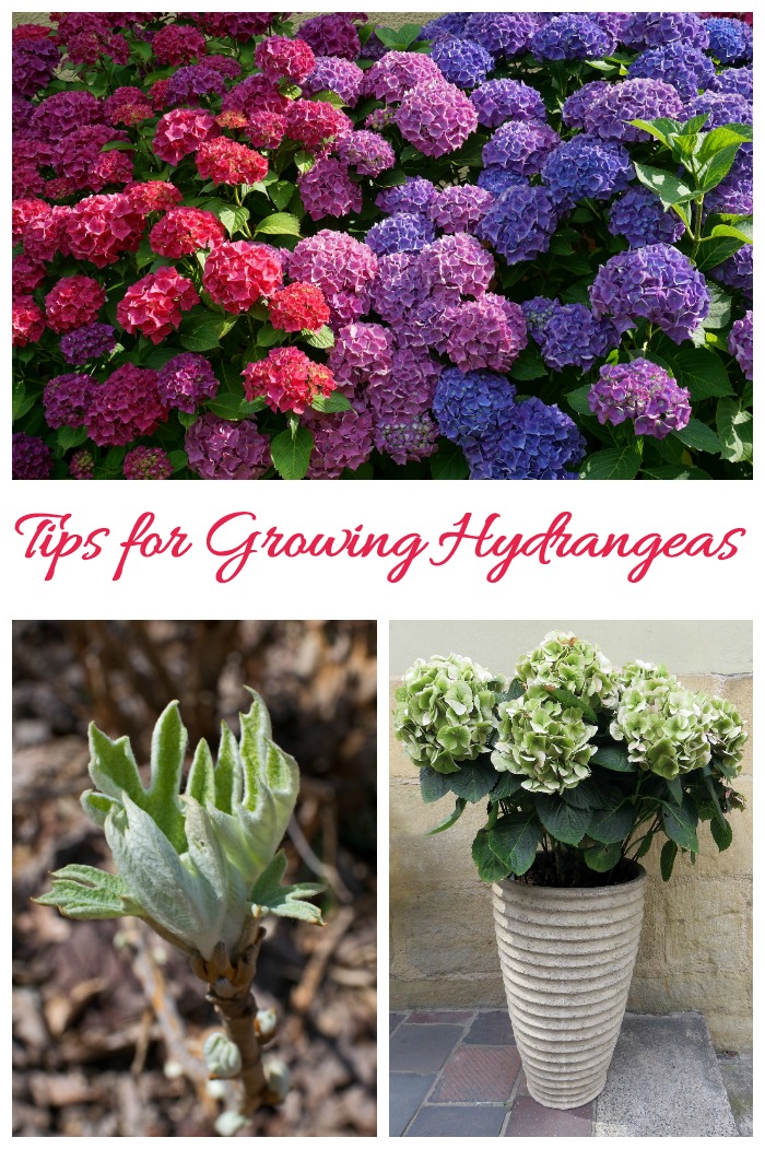 Hydrangea Care - Tips for growing hydrangeas as well as drying, propagating and learning about the different types.