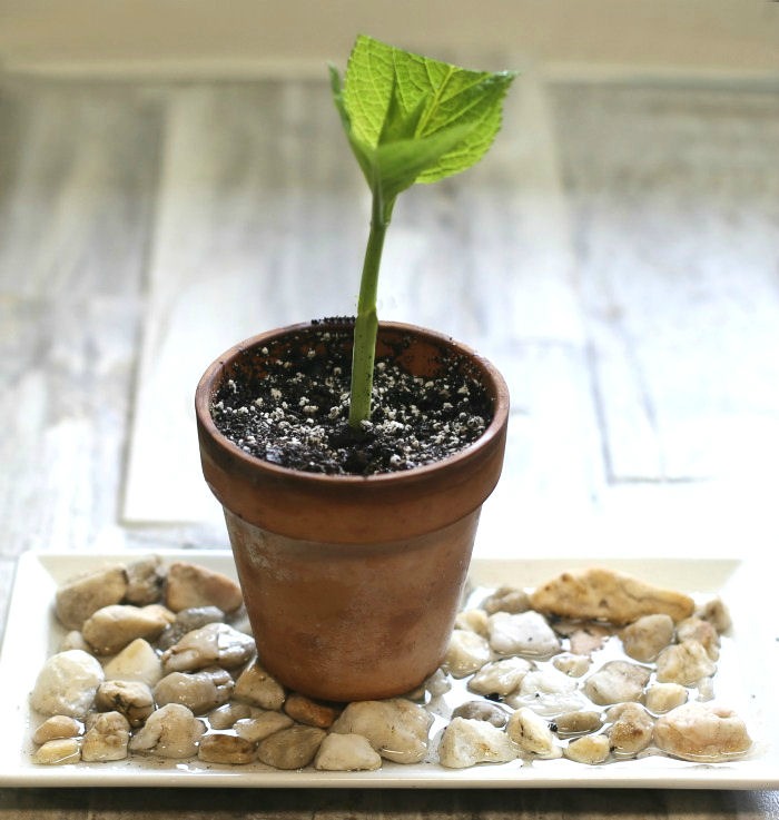 Hydrangea cutting on a pebble tray adds humidity