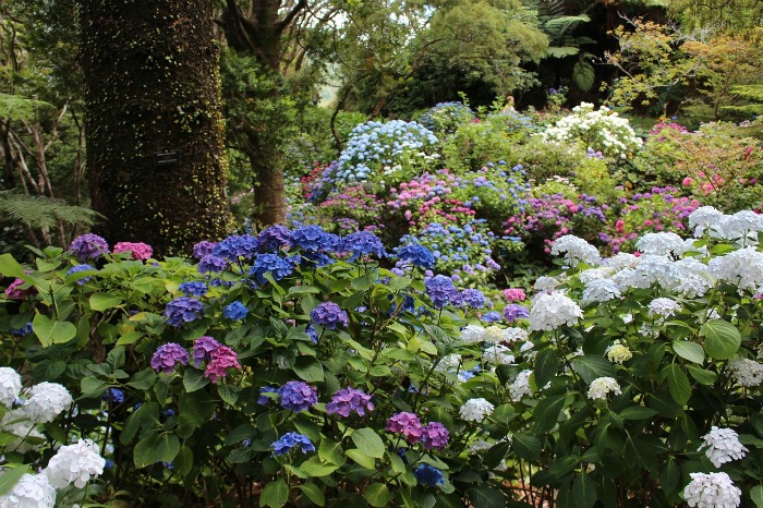 hydrangeas bloom in mid summer in most areas of the country