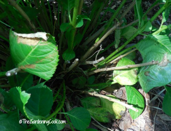 hydrangea canes