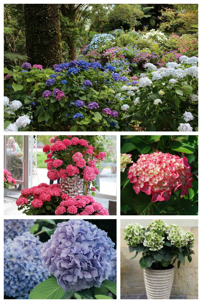 Hydrangea care tips - propagation, drying hydrangeas, color change