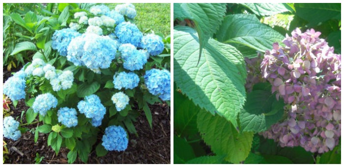 Hydrangeas can change color depending on soil pH.