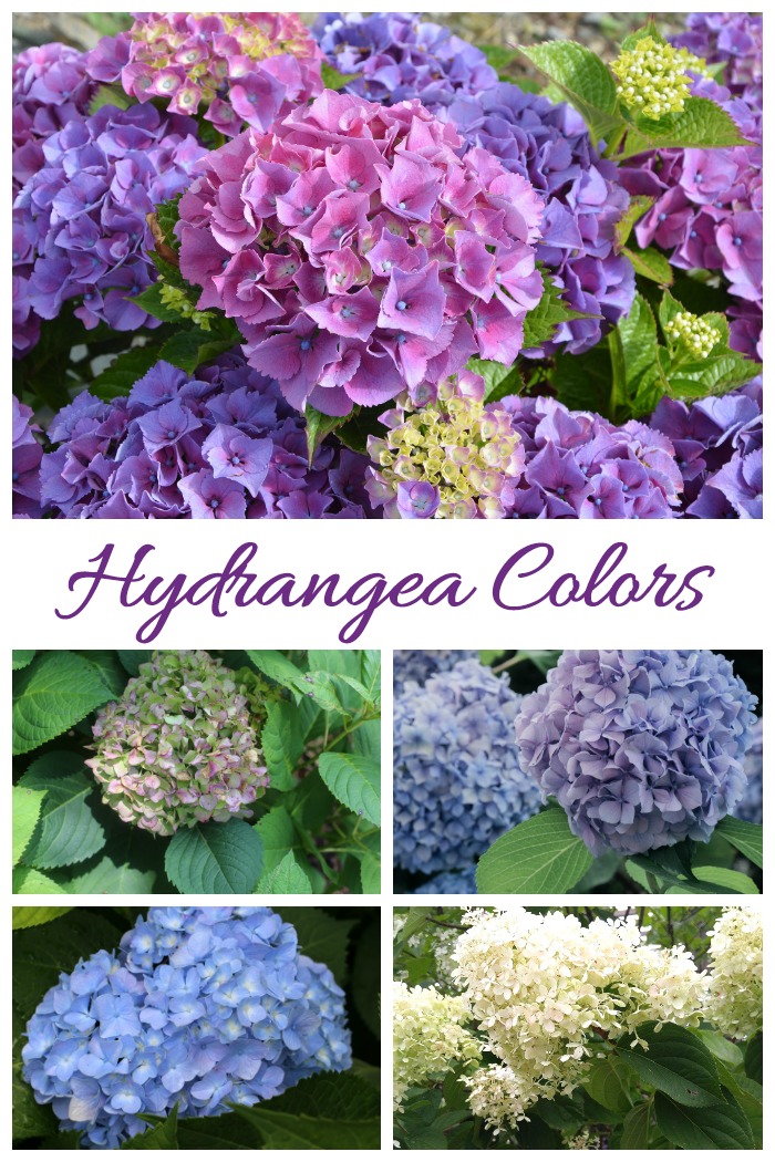 Hydrangeas come in many colors and may change color as well.