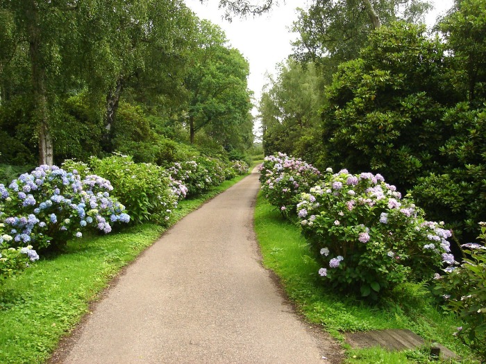 Hydrangeas planted on a long drive