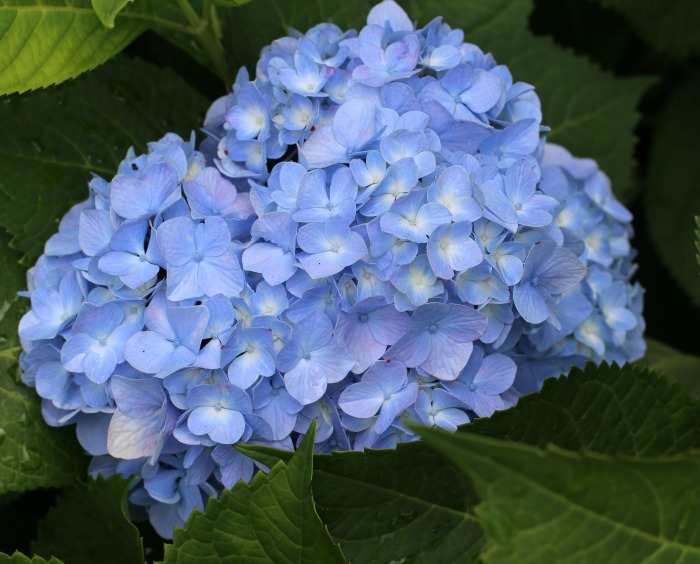 Close up of a hydrangea flower