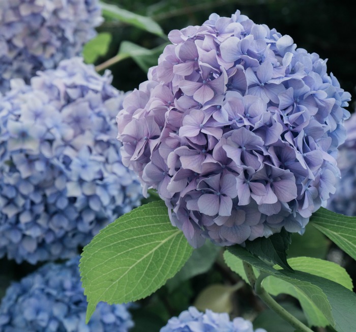 Hydrangea flowers