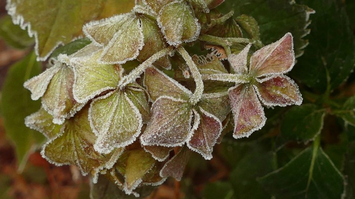 hydrangeas are cold hardy in zones 5-8. some will go to zone 3.