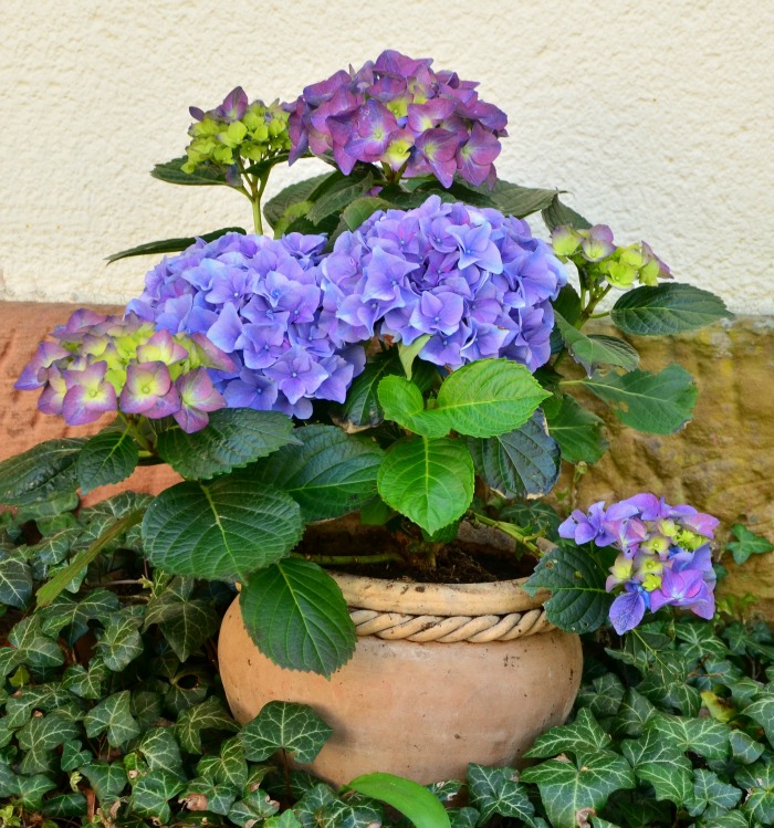 Hydrangea plant in a pot