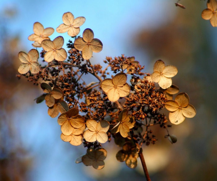 Hydrangea seed pods