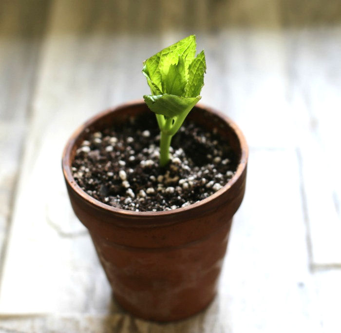 Propagating Hydrangeas by rooting cutting in soil