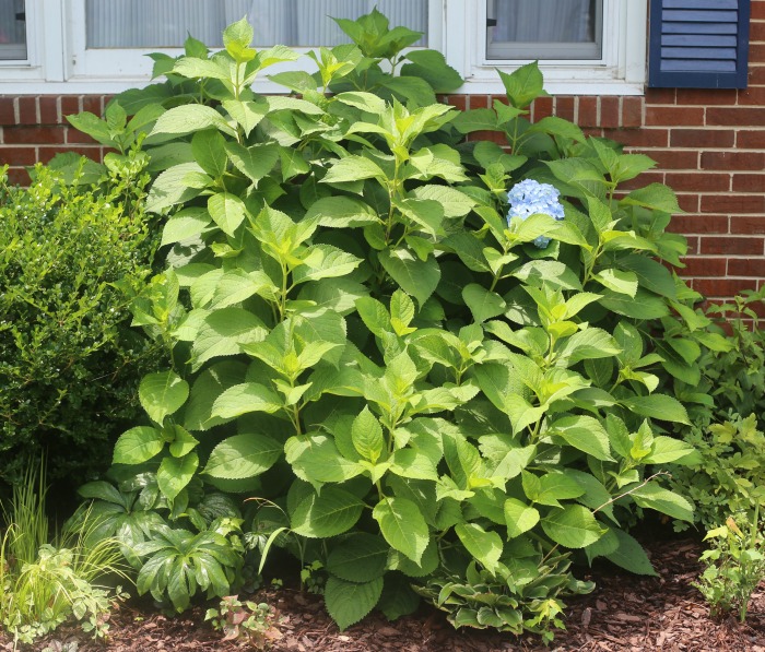 Hydtangeas will grow and flower in shady spots