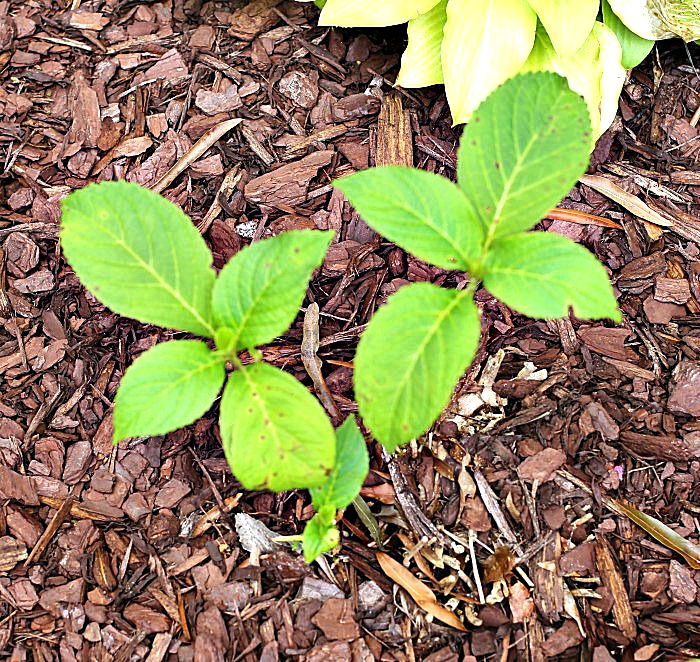 Hydrangea tip cutting