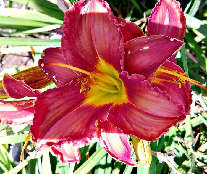 Kent's Favorite Two Daylily