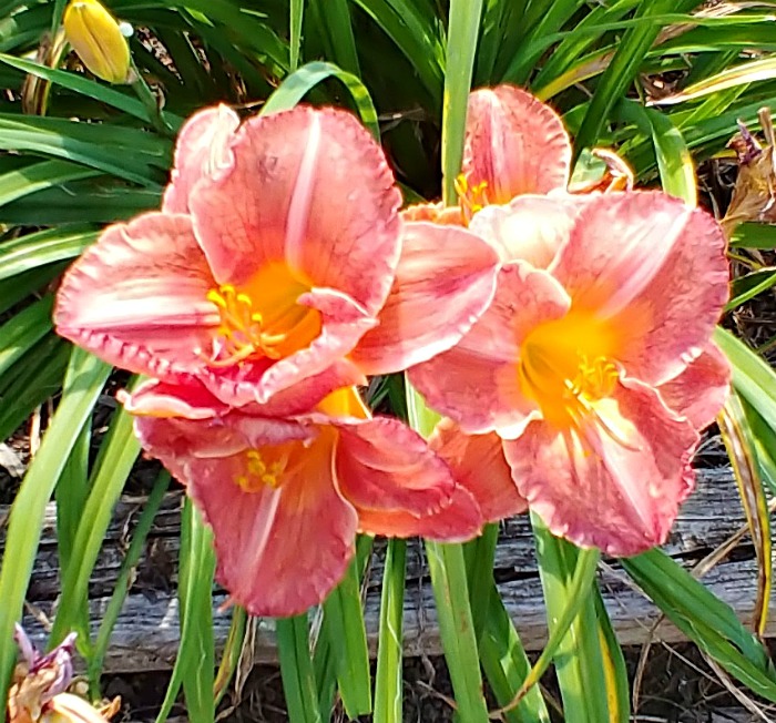 La Fenice Daylily