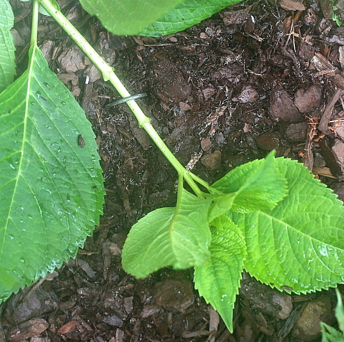Hydrangea stem with landscape pin