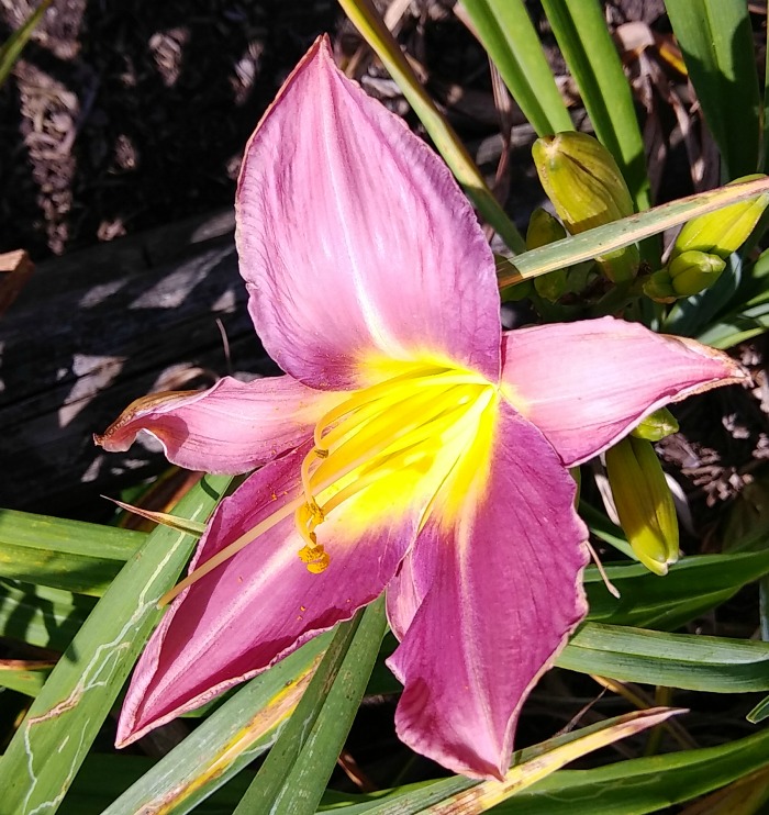 Lavender Deal daylily
