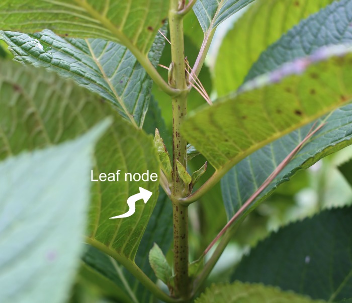 Leaf nodes on a hydrangea