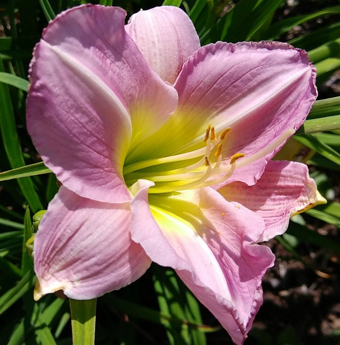 Metaphor daylily