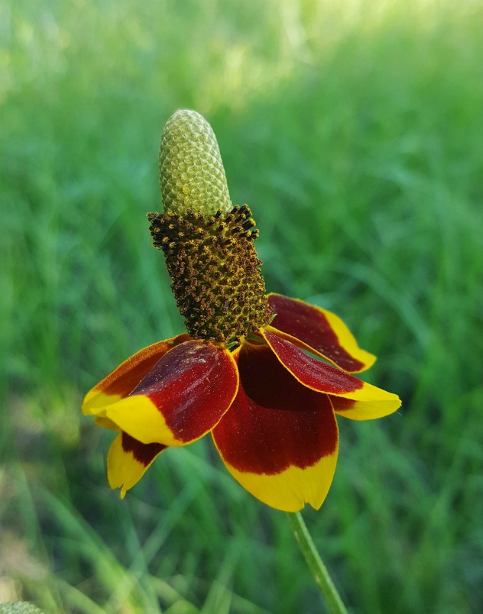 Mexican hat sombrero coneflower