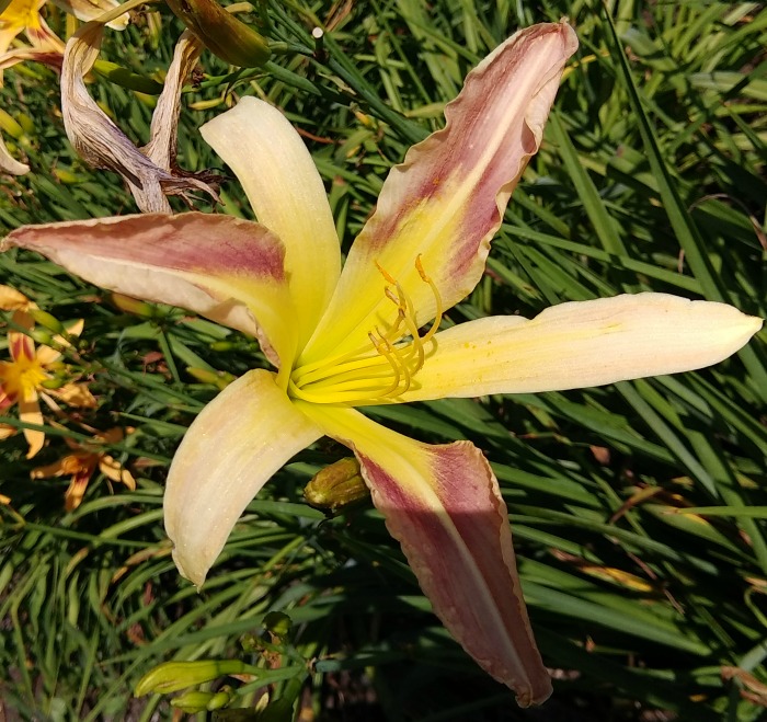 Miss Jessie daylily