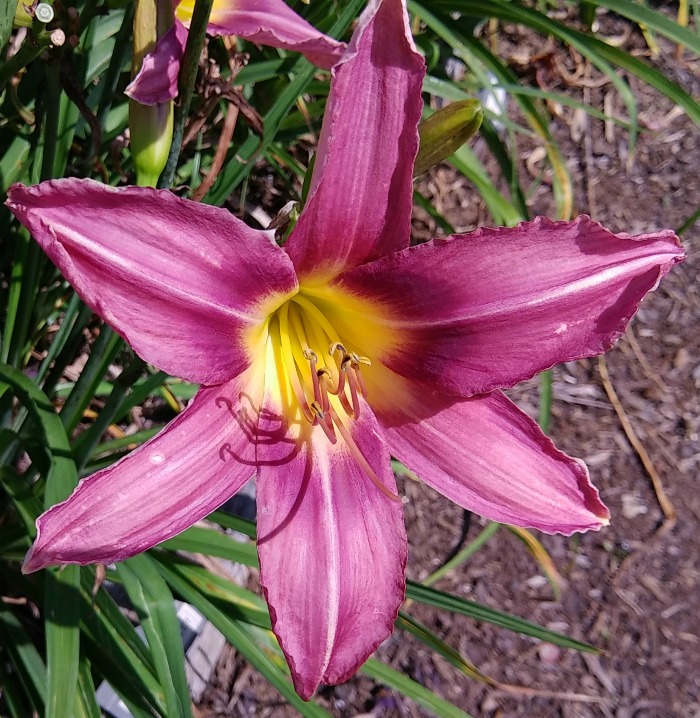 Mountain violet daylily
