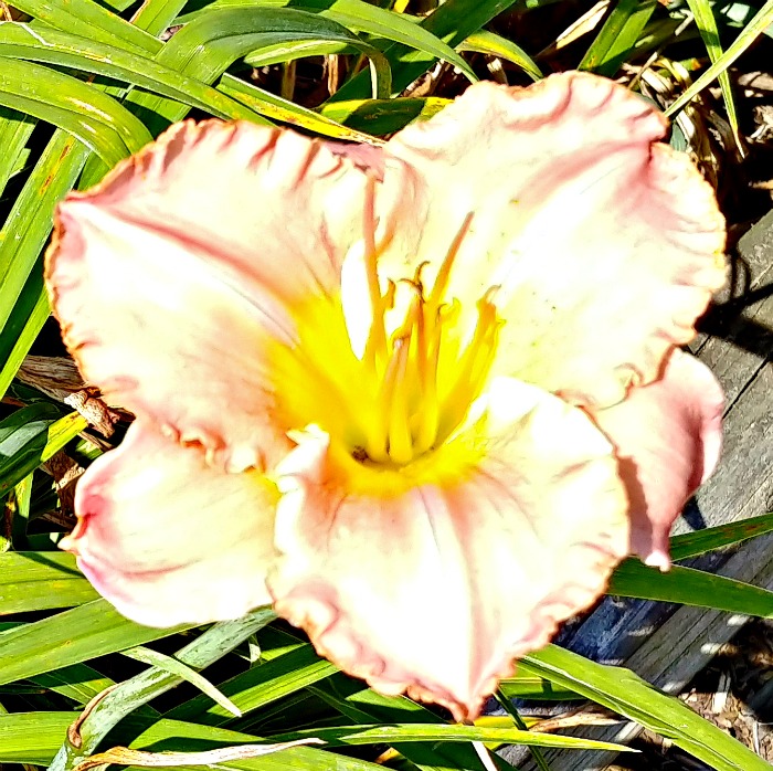 My Girl Daylily