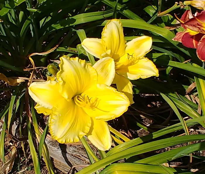 Norma Jeanne Daylily is hardy in zones 3a to 9b.
