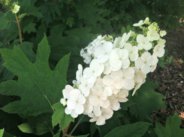Oak leaf hydrangeas have leaves that are shaped like oak leaves and change color in the fall.