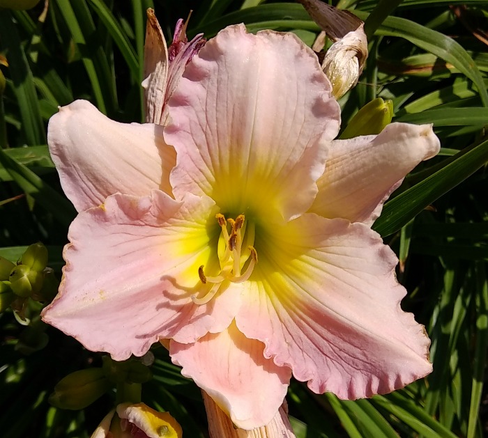 Orchid Ice daylily has 6 inch blooms