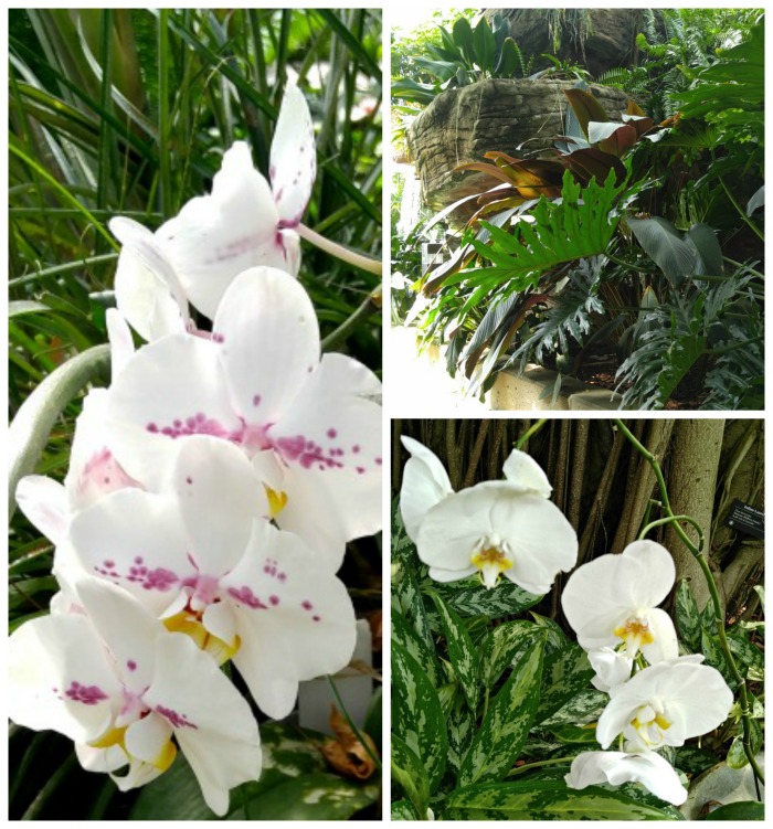 orchids and philodendrons Orchids and philodendrons