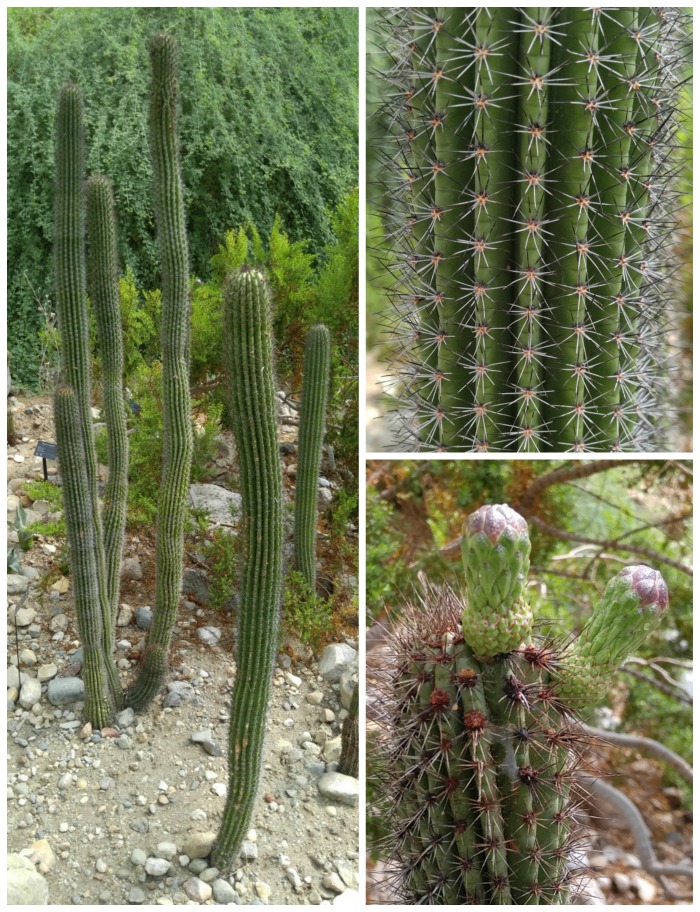 organ pipe cactus Organ pipe cactus