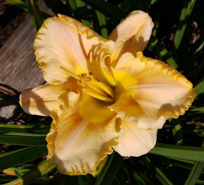Oriental Dancer daylily
