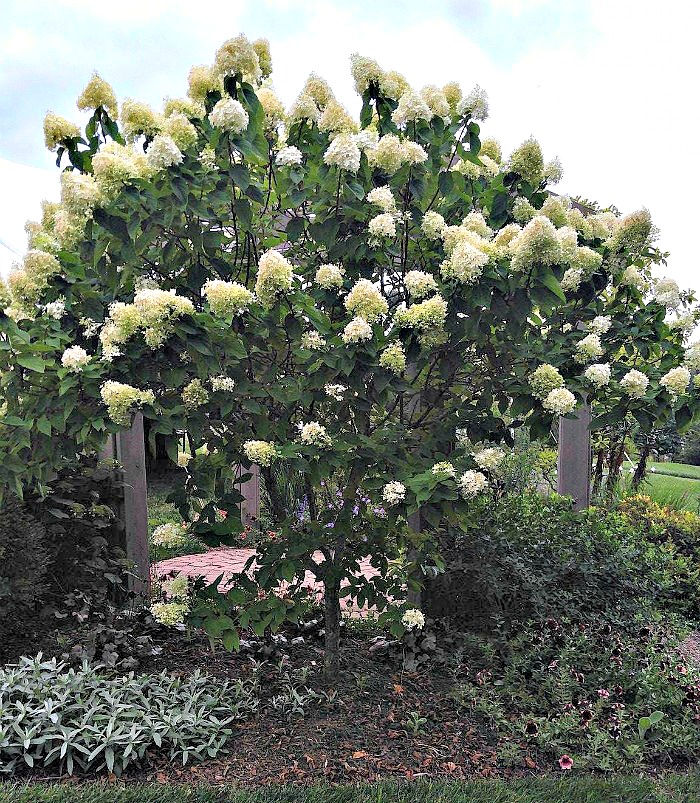Panicle hugrangeas can be pruned to a tree shape