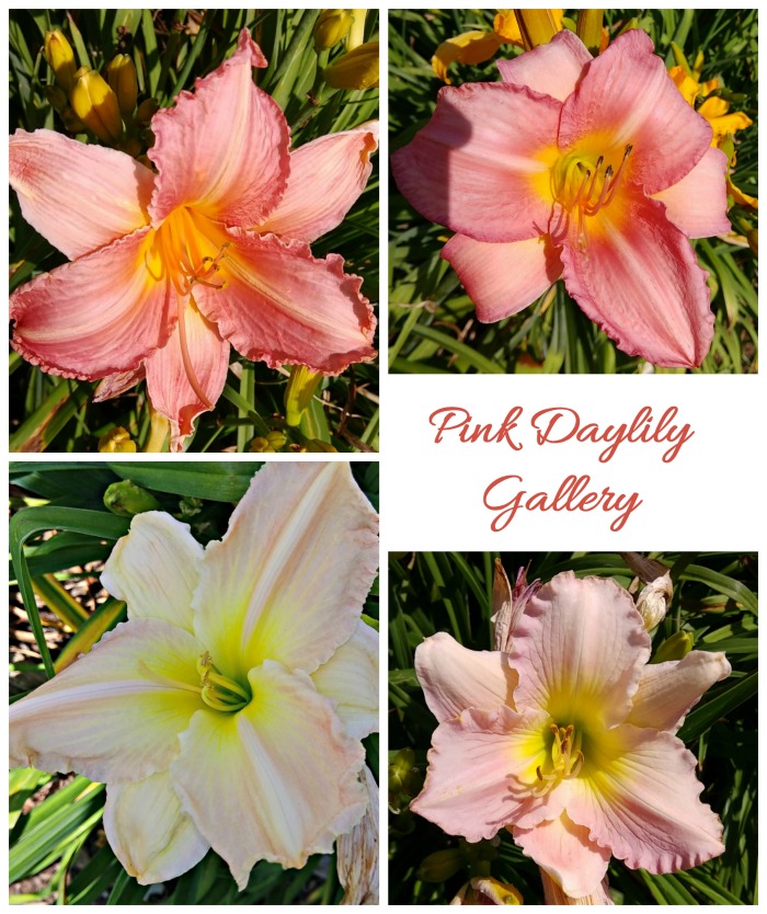 Enjoy the pink daylilies in my tour of Wildwood Gardens in Virginia