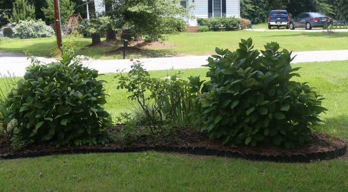 Plant hydrangeas 3-10 feet apart depending on the variety