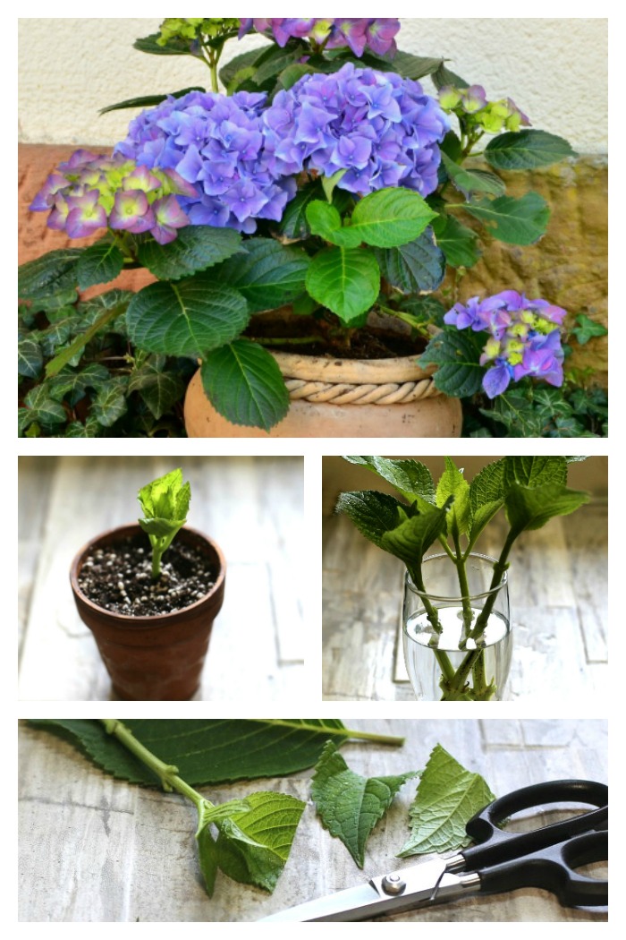 Propagating hydrangeas from cuttings