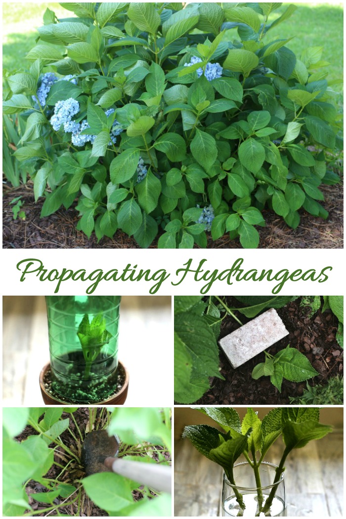 These tips for propagating hydrangeas will show how to make cuttings, how to tip root, how to divide and how to grow hydrangea from seed.