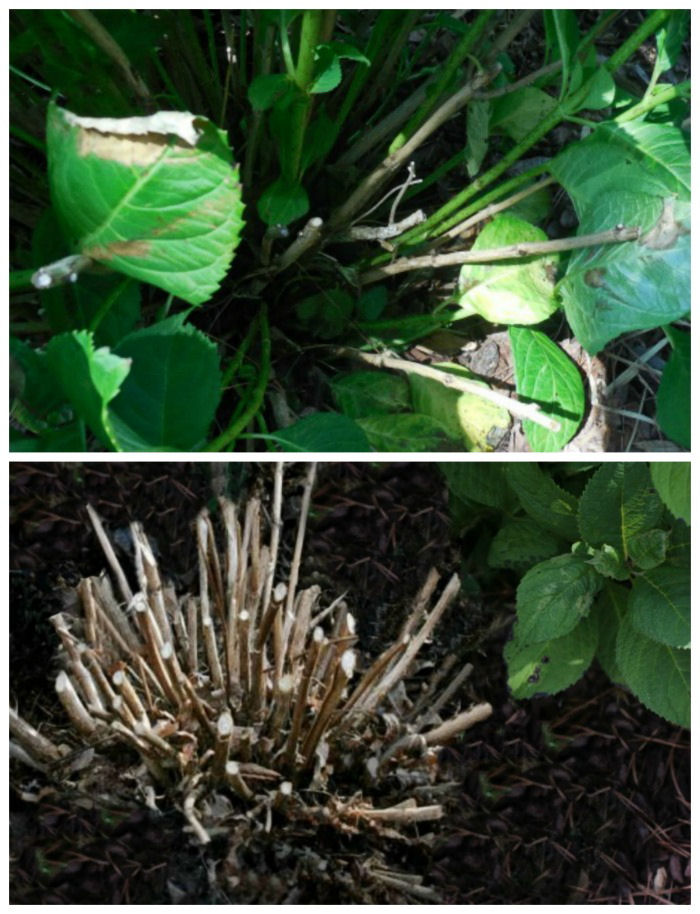 Prune hydrangea after the flowers have faded