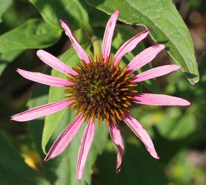 The raised head of the coneflower holds the seeds
