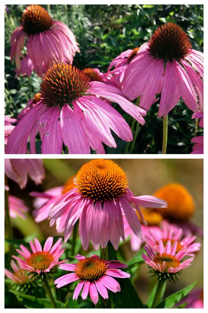How to care for Purple coneflowers