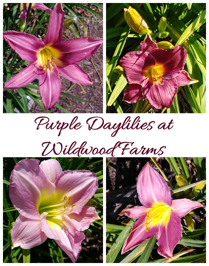 Purple Daylilies at Wildwood Farms -just one of many daylily galleries in my Daylily toyr