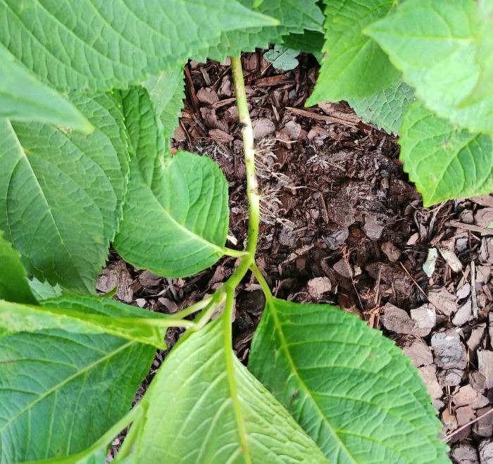 Tip Rooted hydrangea - a form of propagating hydrangeas
